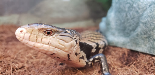 Pet Supply Store «Petco Animal Supplies», reviews and photos, 3577 S Rainbow Blvd, Las Vegas, NV 89103, USA