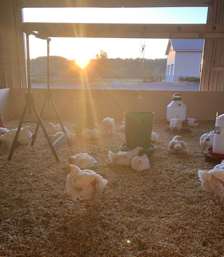 Bast Poultry Farms