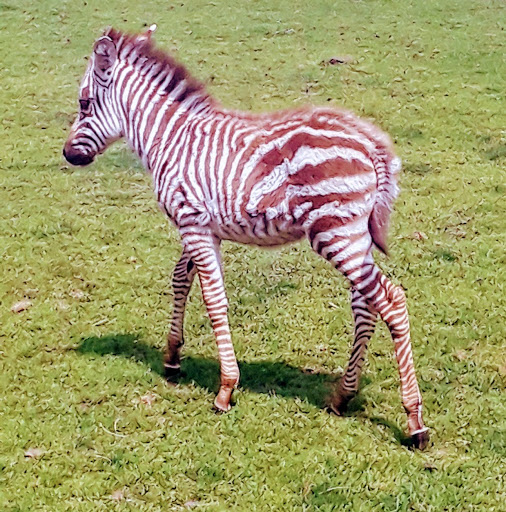 Zoo «Dutch Creek Farm Animal Park», reviews and photos, 6255 N 1000 W, Shipshewana, IN 46565, USA