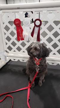 Keystone Canine Club - Photo 4 - Car repair in Pittsburgh, PA, Pittsburgh