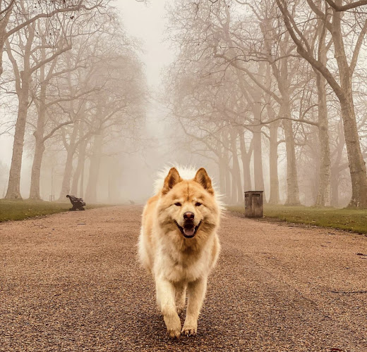 VolPets London dog walker & trainer - London