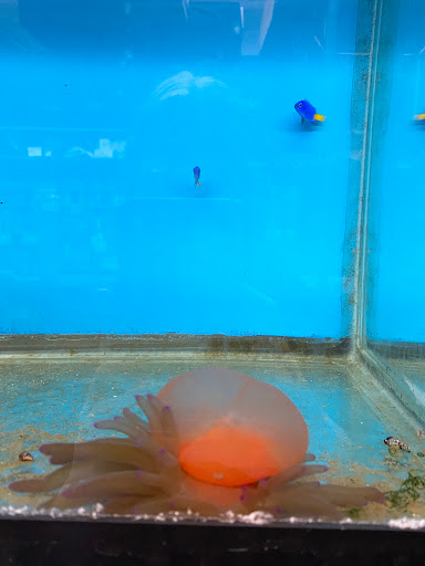 Pet Store «Exotic Fish», reviews and photos, 406 Northside Dr # F, Valdosta, GA 31602, USA