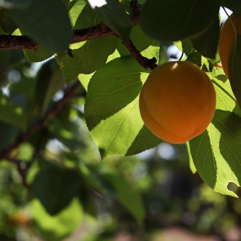 Azienda Agricola Planu e Mesu