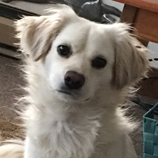 Pet Supply Store «Pet Life | Supplies, Services & Knowledge», reviews and photos, 4 Scamman St, Saco, ME 04072, USA