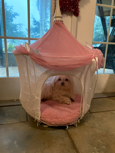 Pet Store «La Bone Pet Spa», reviews and photos, 8739 Stirling Rd, Cooper City, FL 33328, USA