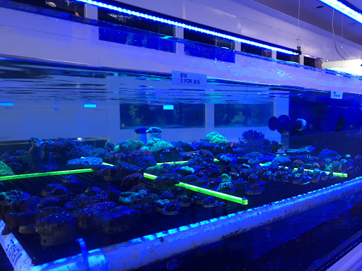 Tropical Fish Store «Advanced Marine Aquatics», reviews and photos, 1083 Willis Ave, Albertson, NY 11507, USA