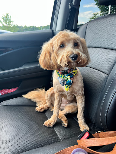 Pet Supply Store «PetSmart», reviews and photos, 16760 Highlands Center Blvd, Bristol, VA 24202, USA