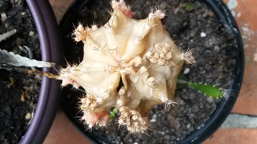 Photo 2 - Garage Lafitte - Citroën