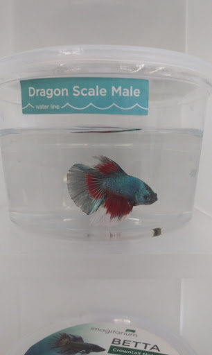 Pet Supply Store «Petco Animal Supplies», reviews and photos, 11147 Park Blvd N, Seminole, FL 33772, USA