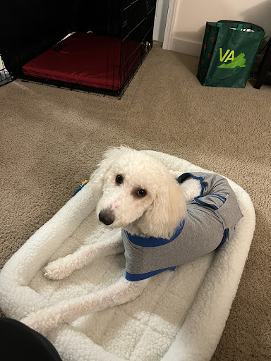 Bowie Spay & Neuter image