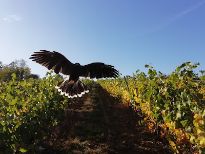 Fauconnier Libre maquis effarouchement rapaces à Belval-sous-Châtillon