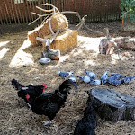 Photo n° 12 de l'avis de Nesrine.r fait le 25/09/2022 à 13:27 pour Ferme pédagogique Marcel Dhénin - Ville de Lille à Lille