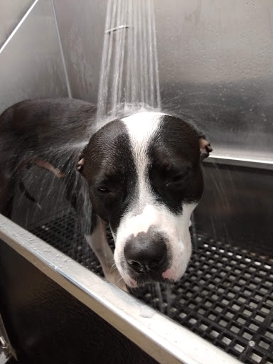 Pet Supply Store «Pet Supplies Plus», reviews and photos, 7236 Fishers Crossing Dr, Fishers, IN 46038, USA