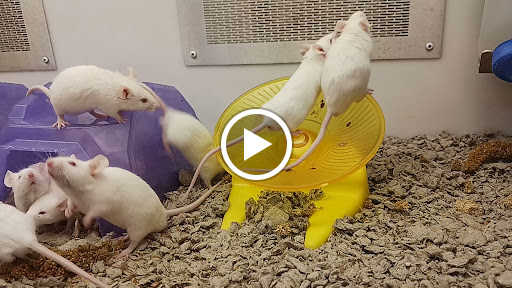 Pet Supply Store «Petco Animal Supplies», reviews and photos, 1815 Newport Blvd b, Costa Mesa, CA 92627, USA