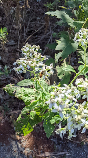 Nature Preserve «Stillhouse Hollow Nature Preserve», reviews and photos, 7810 Sterling Dr, Austin, TX 78759, USA