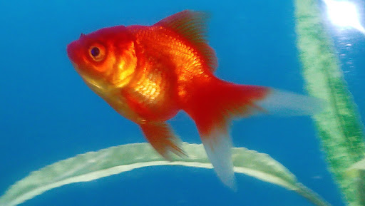 Pet Supply Store «Petco Animal Supplies», reviews and photos, 9350 US 49 a, Gulfport, MS 39503, USA