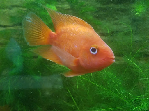 Pet Store «WorldWide Fish & Pets», reviews and photos, 61 Amity Rd, New Haven, CT 06515, USA