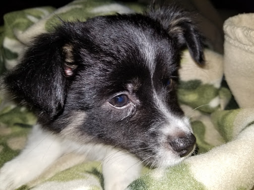 Pet Supply Store «Your Pet Experts», reviews and photos, 1665 State Hill Rd #490, Wyomissing, PA 19610, USA