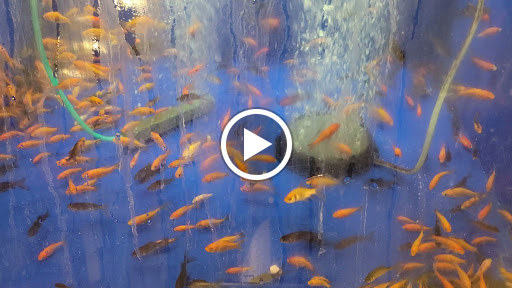 Pet Supply Store «PetSmart», reviews and photos, 2435 Prairie Center Pkwy, Brighton, CO 80601, USA