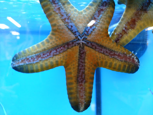 Pet Supply Store «Petco Animal Supplies», reviews and photos, 901 W Indiantown Rd #30, Jupiter, FL 33458, USA