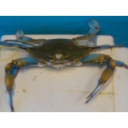 Seafood Market «Fulton Harbor Bait & Seafood», reviews and photos, 250 Deforest Loop, Fulton, TX 78358, USA