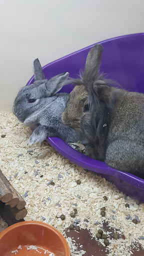 Rabbits for sale Leeds