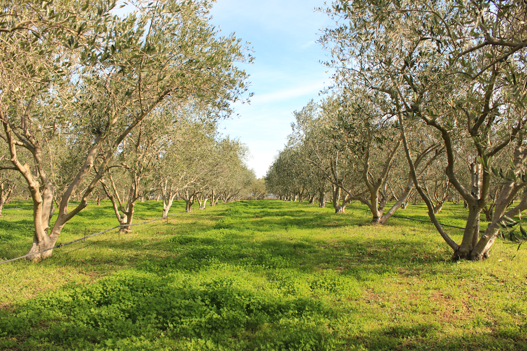 Olive Factory