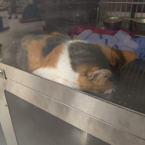 Pet Supply Store «PetSmart», reviews and photos, 15042 Summit Ave, Fontana, CA 92336, USA