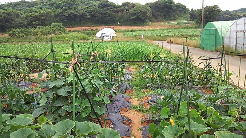 ねいちゃー村の体験農園