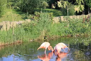Flamingo Exhibit image