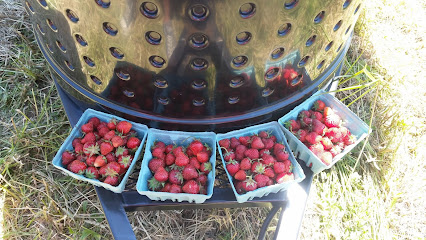 Cobblestone Valley Organic Strawberries