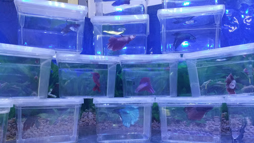 Pet Store «Aqua Workz Aquarium», reviews and photos, 8125 Belvedere Ave, Sacramento, CA 95826, USA