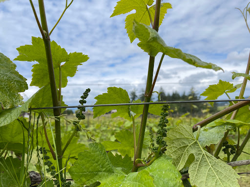 Vineyard «Archer Vineyard, Winery & Tasting Room», reviews and photos, 32230 NE Old Parrett Mountain Rd, Newberg, OR 97132, USA