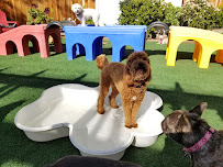 The Art of Dog "We Take Small Dog Care to A Higher Level" - Photo 2 - Car repair in , San Francisco