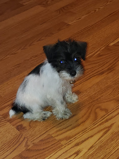 Pet Store «Dream Puppys», reviews and photos, 1461 Westgate Pkwy, Dothan, AL 36303, USA