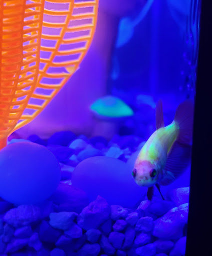 Pet Supply Store «PetSmart», reviews and photos, 482 Stillwater Ave Ste 2A, Bangor, ME 04401, USA