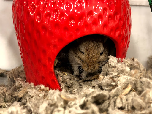 Pet Supply Store «Petco Animal Supplies», reviews and photos, 3110 S Louise Ave, Sioux Falls, SD 57106, USA