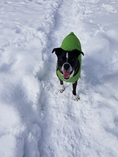 Pet Supply Store «Dawg City Inc.», reviews and photos, 38 Pearson St, Andover, MA 01810, USA