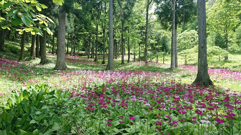 山野草花園花の森