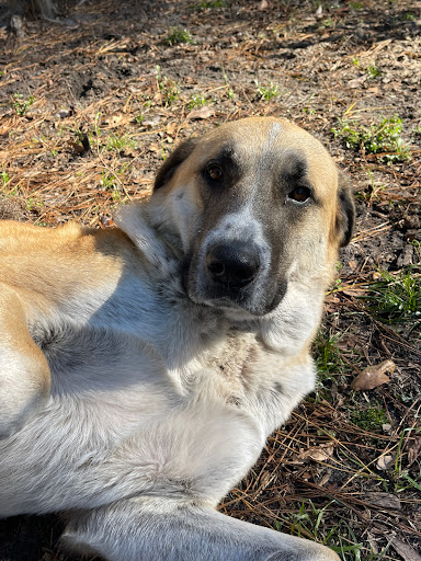 Rooterville Animal Sanctuary