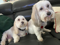 Fuzzy Pants Pet Stop - Photo 7 - Car repair in Worcester, MA, Worcester