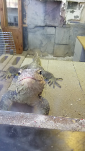 Reptile Store «An Exotic Reptile Pet Shop», reviews and photos, 3115 N 1st Ave, Tucson, AZ 85719, USA