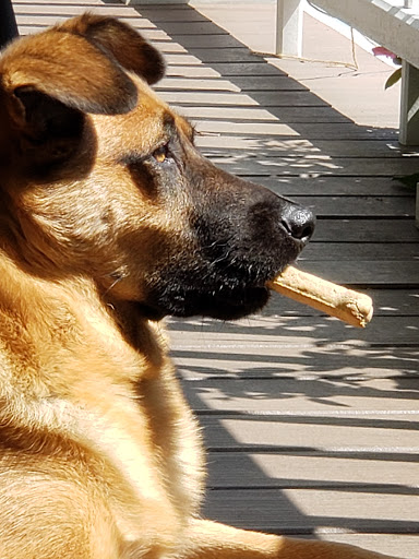 Pet Supply Store «Pet Supplies Plus», reviews and photos, 458 Hempstead Turnpike, West Hempstead, NY 11552, USA