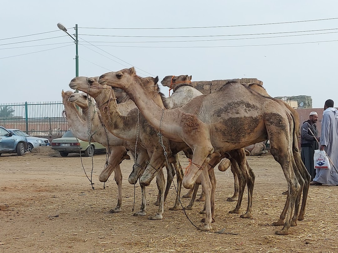 Camel market