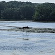 Osprey Nest