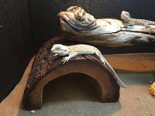 Pet Supply Store «PetSmart», reviews and photos, 213 Daniel Webster Hwy, Nashua, NH 03060, USA