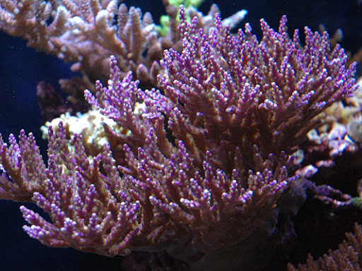 Aquarium «Coral Logic Aquarium LLC», reviews and photos, 7860 Gate Pkwy #108, Jacksonville, FL 32256, USA