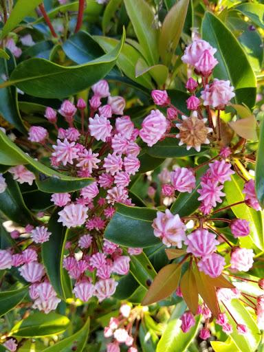 Discount Store «Dollar General», reviews and photos, 417 E Main St, Wardensville, WV 26851, USA