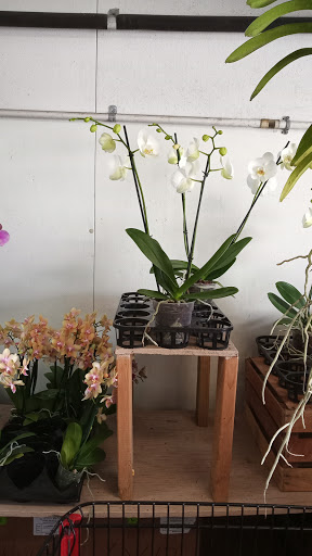 Florist «The Flower Place», reviews and photos, 860 NE 79th St, Miami, FL 33138, USA