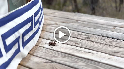 Discount Store «Dollar General», reviews and photos, 125 Carney Ln, Wimberley, TX 78676, USA